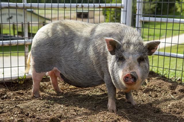 Last week's pet, still available: Mademoiselle